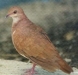 10-ruddy_quail_dove.jpg